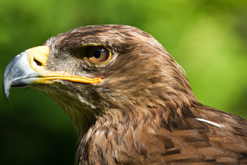 brauner Stein Adler Kopf im Portrait und schönen Bokeh als Nahaufnahme
