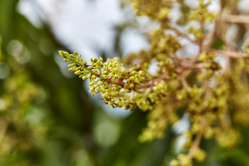Close to organic mango buds
