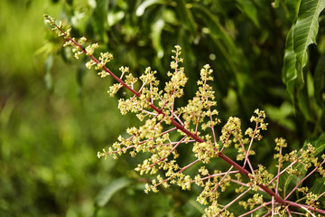 Close to organic mango buds