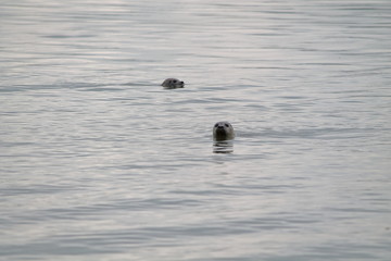 harbor seal