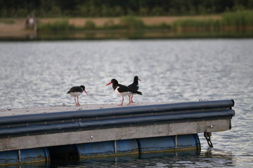 oystercatcher
