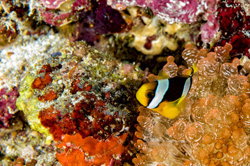Naklejka na ściany i meble Clown fish inside red anemone in indonesia
