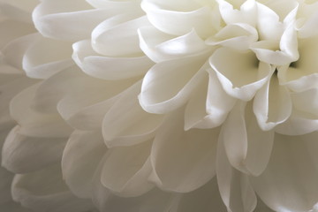 White blossom flower