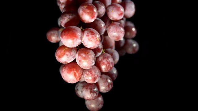 Bunch of juicy ripe purple grapes rotates against black background. Closeup view shot with seamless looping.