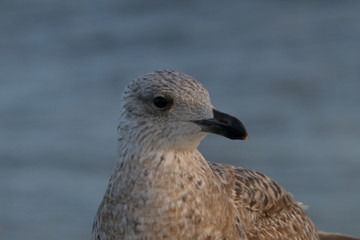 gull