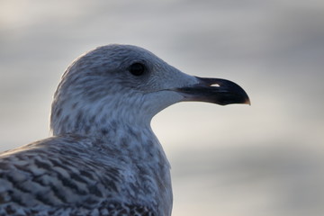 gull