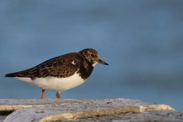 ruddy turnstone