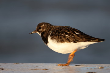 ruddy turnstone