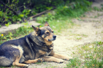 Dog relaxing outdoors on dirt road in summer