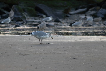 herring gull