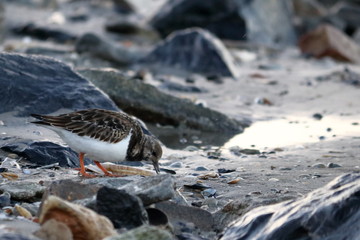 ruddy turnstone