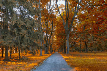 The English Park and Alley in Nesvizh Castle Complex and Historical Museum.