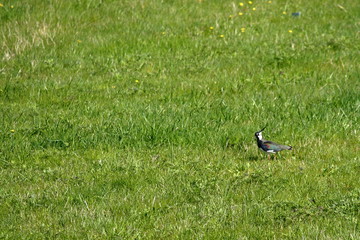 lapwing