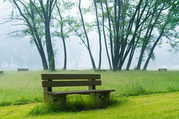 Foggy morning in park with green grass