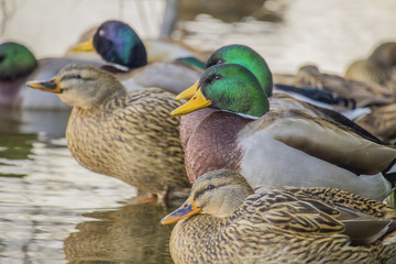 The wild nature of Europe. Wild ducks.