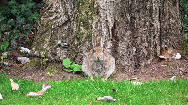 Fluffy bunny rabbit camouflaged against tree trunk in woodland England August 2017