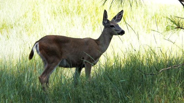 A cautious female black-tailed deer in the Yosemite National Park.