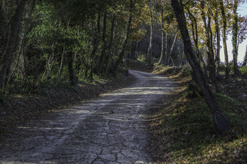 Sentiero in mezzo al bosco