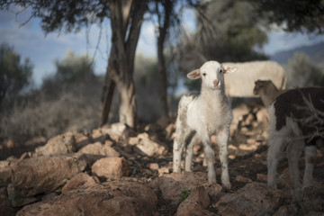 White Lamb, born in Winter, in a Mediterranean Olive Grove 