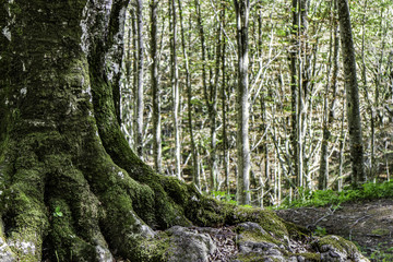 Sentiero per le sorgenti del Tevere, Monte Fumaiolo