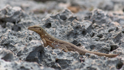 Wildlife at Curacao