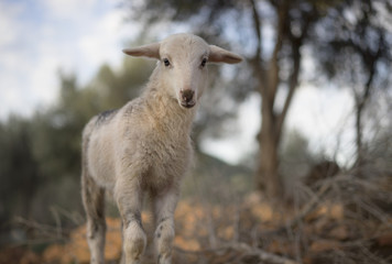 White Lamb, born in Winter, in a Mediterranean Olive Grove 