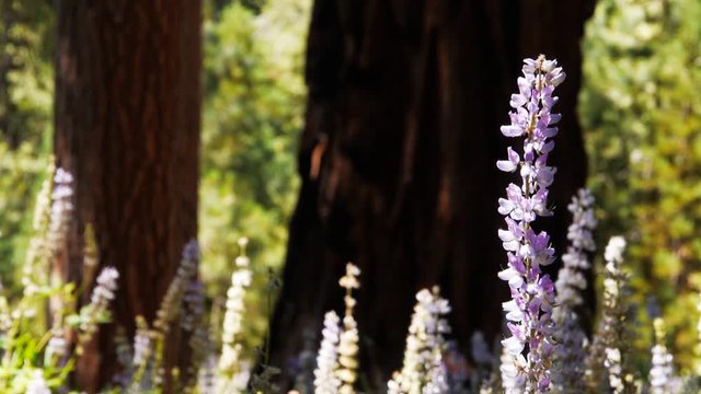purple lupins grow among the giant sequoia trees at mariposa grove, yosemite