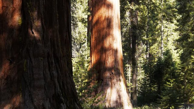 the trunks of two giant sequoias at mariposa grove, yosemite