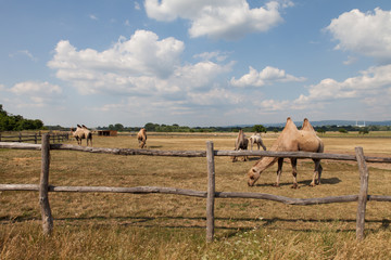 grasende Kamel herde in Schloss Hof und Wolkenhimmel © Helmut