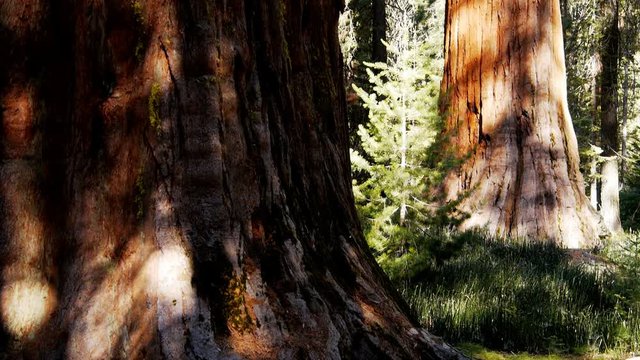 dolly shot of the base of two giant sequoia trees at mariposa grove, yosemite