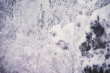 Fototapeta na wymiar Strange branches covered with snow