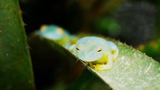 panning shot of two glass frogs on the leaf of a bromeliad plant