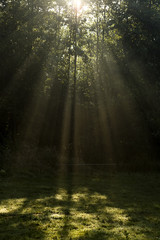 Fototapeta na wymiar Sunrays reaching through the trees in the morning