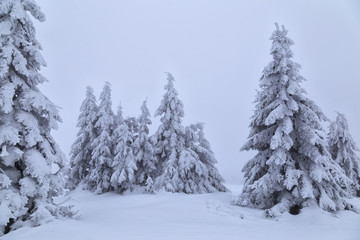 Naklejka premium spruces covered with snow on mountain foggy slope