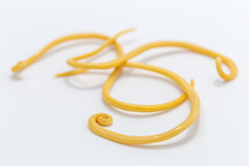 Ascariasis is a disease caused by the parasitic roundworm Ascaris lumbricoides on white background...