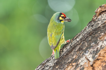 Bird (Coppersmith barbet) on tree in a nature wild