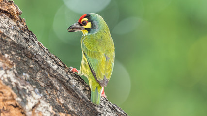 Bird (Coppersmith barbet) on tree in a nature wild