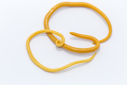 Ascariasis is a disease caused by the parasitic roundworm Ascaris lumbricoides on white background for education in laboratories.