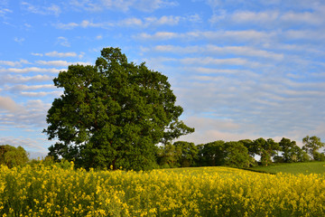 Rape field with tree and blue sky