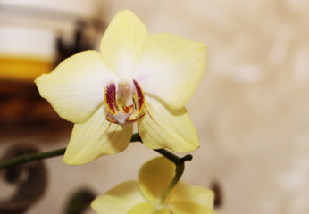 Fototapeta na wymiar Blooming orhid flowers Phalaenopsis lemon colors blossoming