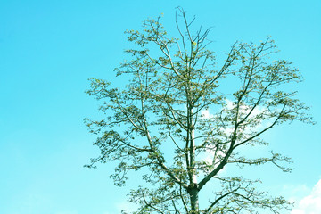 Lonely tree with bright sky