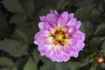 Obraz premium Flower Pink dahlia on leaf background