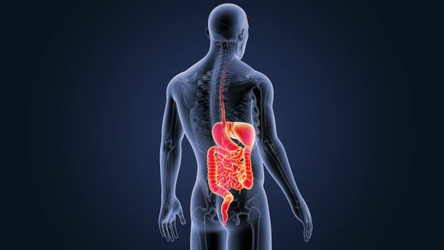 Digestive System with Skeleton