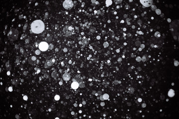 Snowstorm texture. Bokeh lights on black background, shot of flying snowflakes in the air