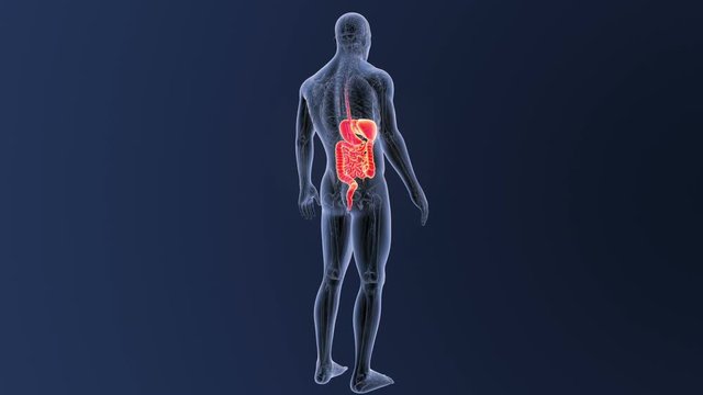 Digestive System with Anatomy