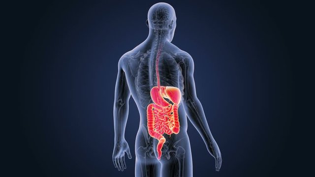 Digestive System with Anatomy