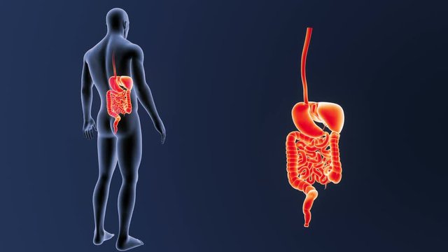 Digestive System zoom with Body