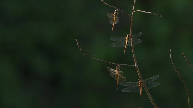 Dragonflys in Thailand and Southeast Asia.