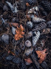 Cones in the forest