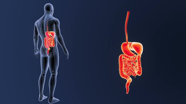 Digestive System zoom with Skeleton